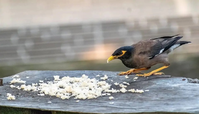 غذای مرغ مینا و اهمیت آن در سلامتی پرنده