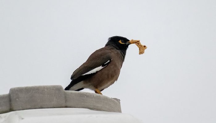 غذای مرغ مینا